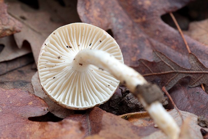 Ritrovamenti di oggi